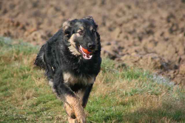 Éducateur canin Happy Dogs à Saint-Jouin-Bruneval en Normandie