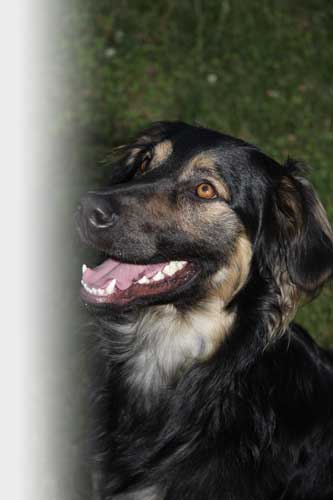 Educateur canin le havre