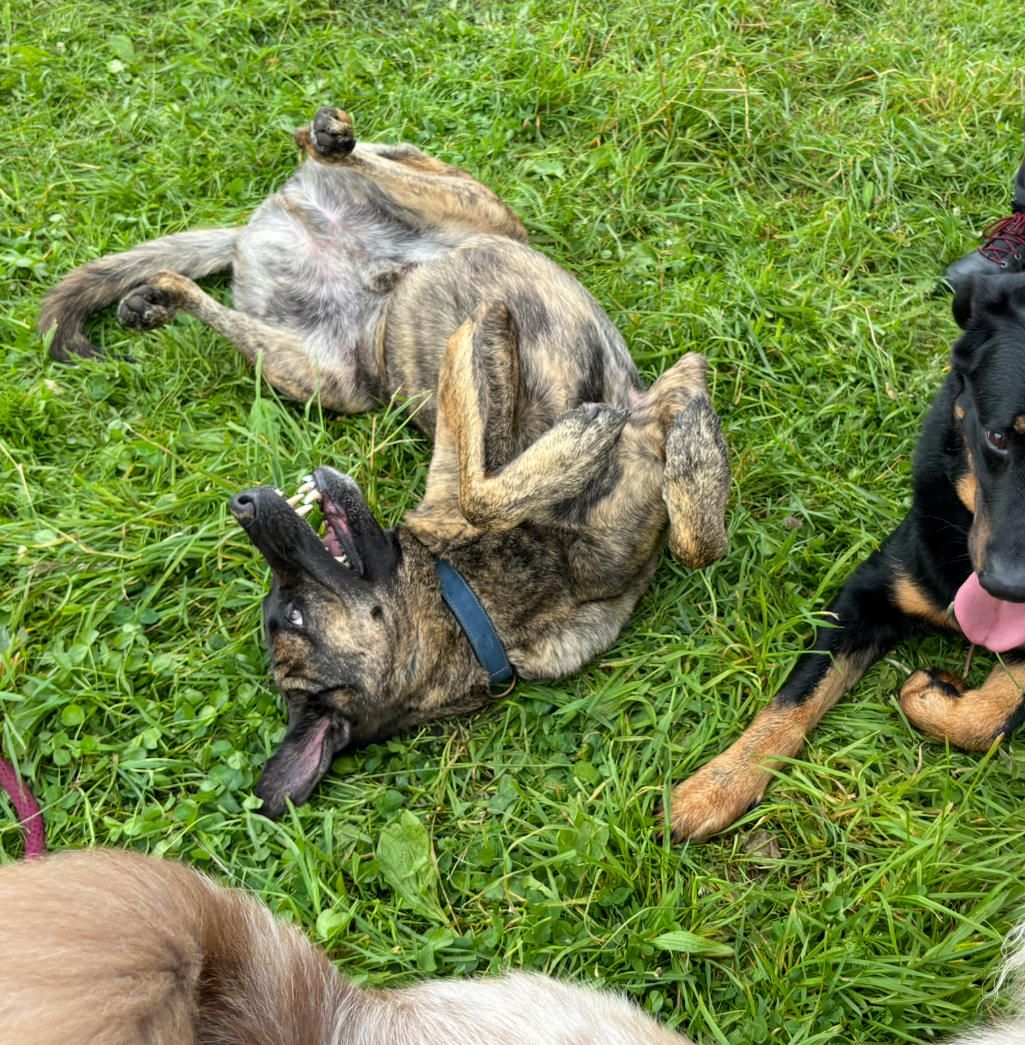 Education canine en normandie basee sur le renforcement positif